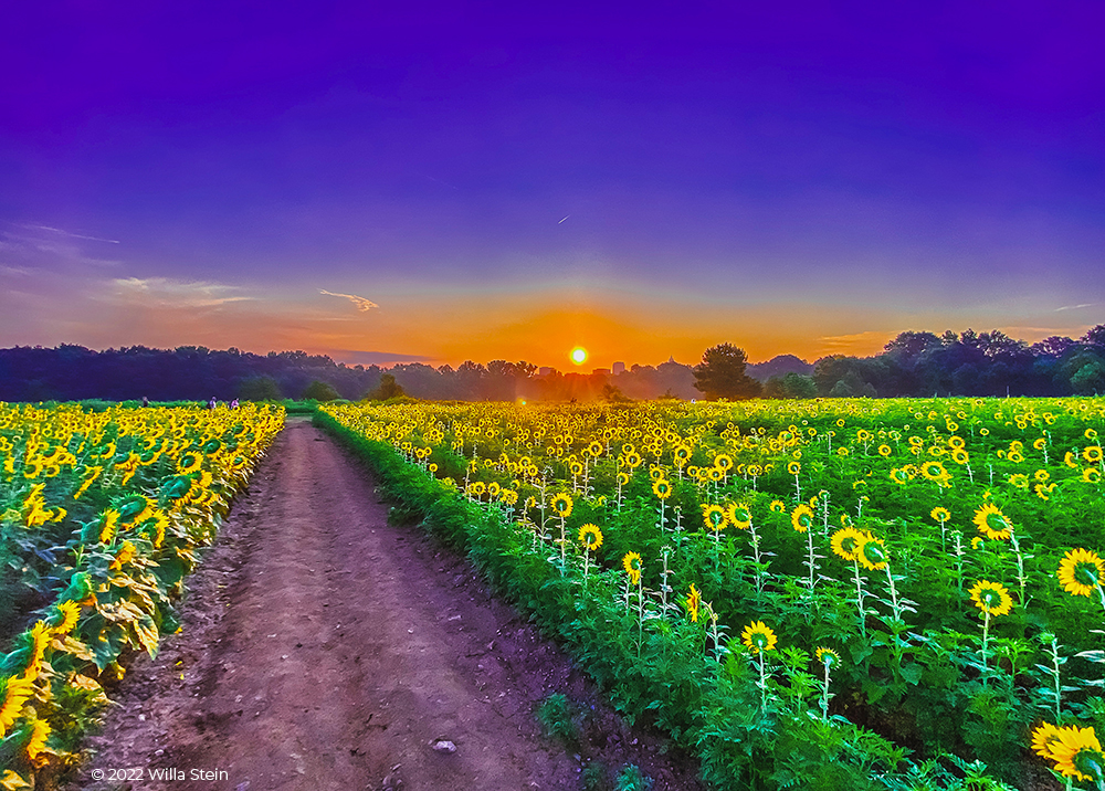 Photograph of sunflower field Dix Park Raleigh by Willa Stein
